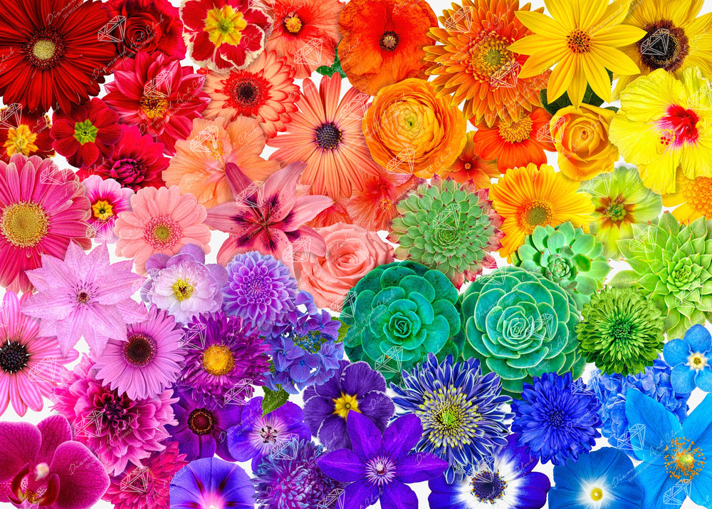 Rainbow Flower Power D1