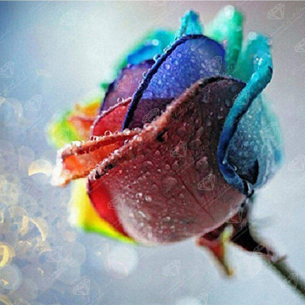 Rainbow Rose A2