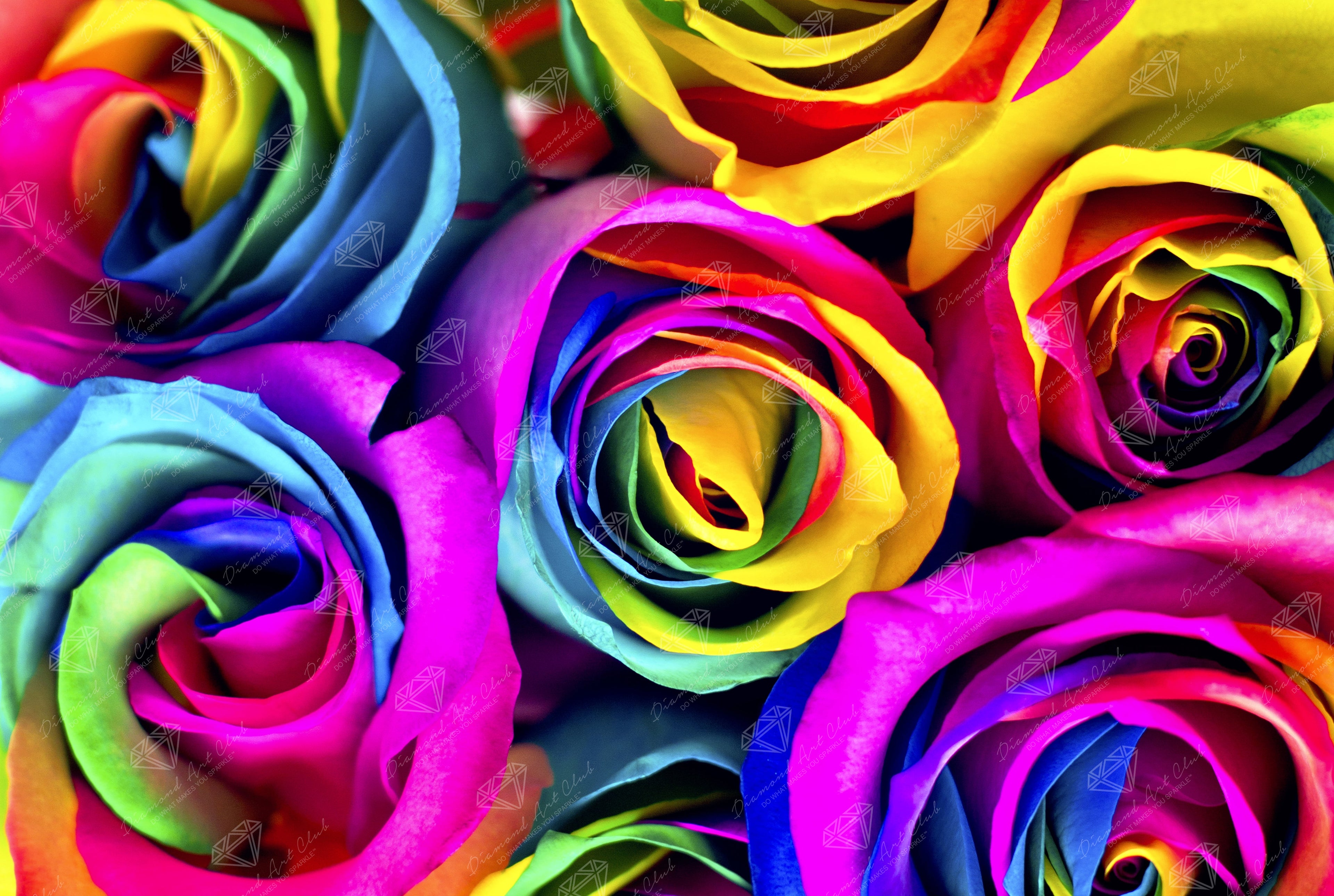 Rainbow Roses P7