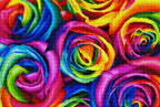 Rainbow Roses P7