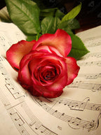 Rose Music Sheet X1
