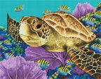 Young Green Sea Turtle S8