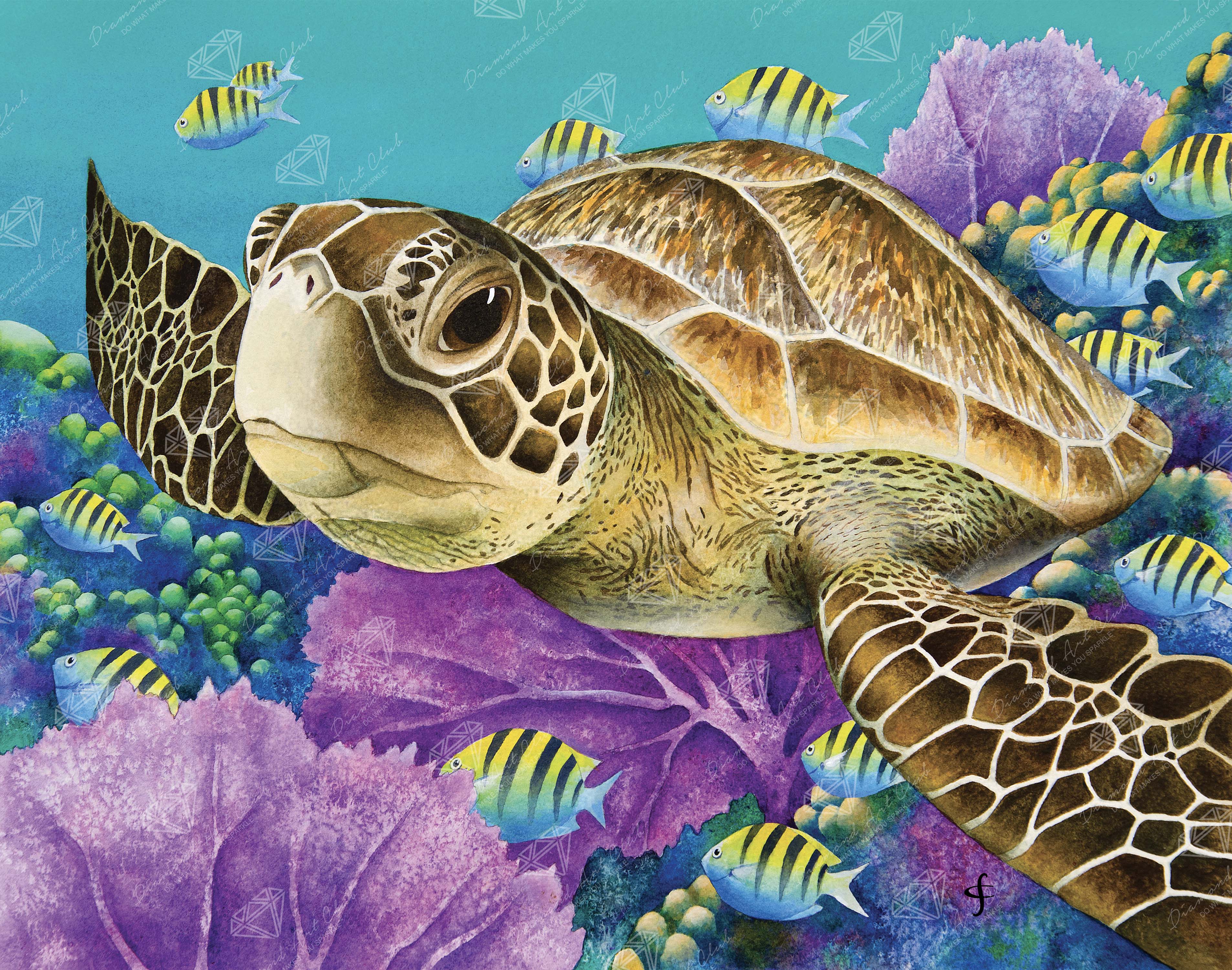 Young Green Sea Turtle S8